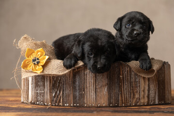 labrador retriever dogs laying down next to each other