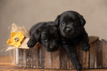labrador retriever dogs resting in a wooden bed