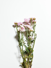 Dry pink chrysanthemum flowers over white background