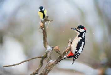 Photo of a beautiful woodpecker
