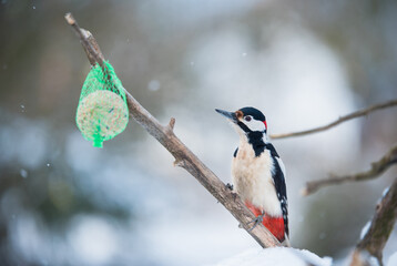Photo of a beautiful woodpecker