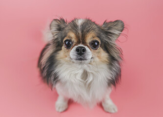 healthy long hair  Chihuahua dog looking up at camera  on pink background. Adorable animal concept