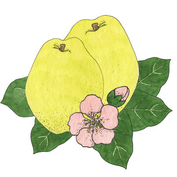 Quice with flower and leaves