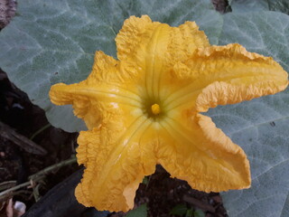 yellow flower on the ground