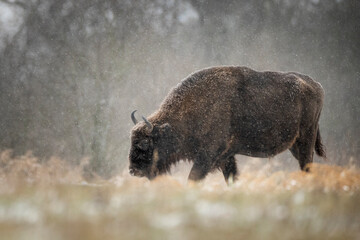 European bison © Grzegorz