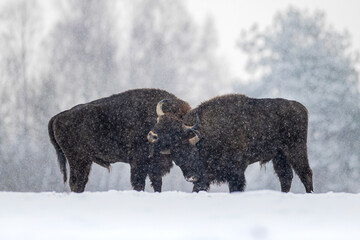 European bison in the snow