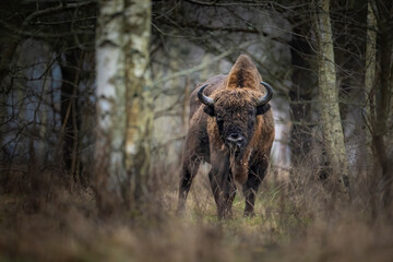 Bison in the woods
