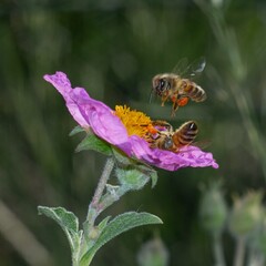closeup of honey bee flying on flower