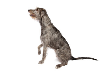 Irish wolfhound isolated on white