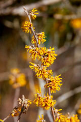 Hamamelis x Intermedia 'Brevipetala' (Witch Hazel) a winter spring flowering tree shrub plant which has a highly fragrant springtime yellow flower and leafless when in bloom stock photo image