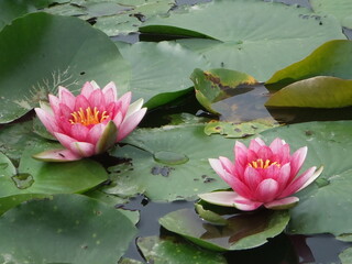 日本の東京都町田市・薬師池公園に咲くすいれんの花