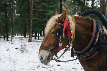 Sleigh ride background. Winter horse in forest. Sled pull outdoor winter fun. Animal portrait background.