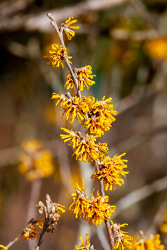 Hamamelis x Intermedia 'Brevipetala' (Witch Hazel) a winter spring flowering tree shrub plant which has a highly fragrant springtime yellow flower and leafless when in bloom stock photo image