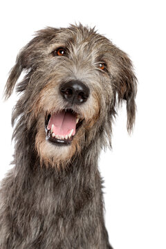 Irish wolfhound isolated on white