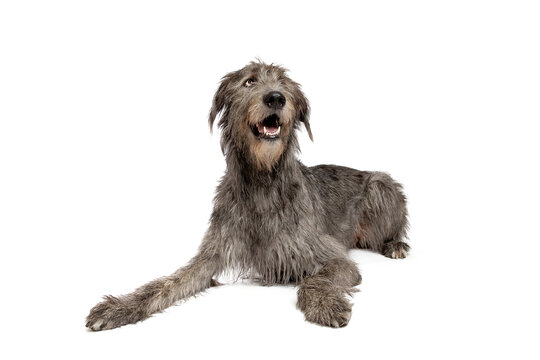 Irish wolfhound isolated on white