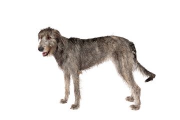 Irish wolfhound isolated on white