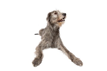 Irish wolfhound isolated on white