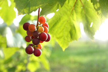 a bunch of grapes with berries ripening in the sun. warm summer in the vineyard