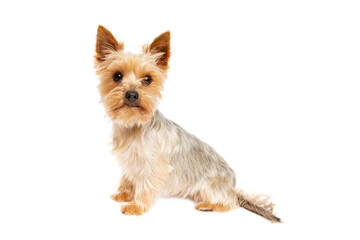 Yorkshire terrier dog isolated on white