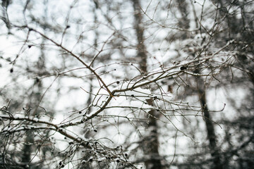 Fototapeta na wymiar tree branch covered with snow in the forest 