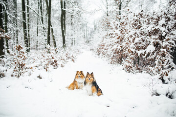 Two red dogs sitting in the snow, winter landscape in the forest, sheltie, collie