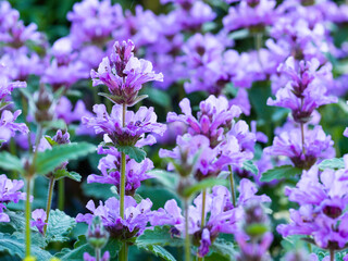 Big Betony blooming, Stachys macrantha,  closeup with selective focus