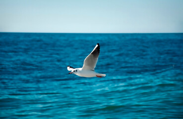 Seagull bird over the sea.