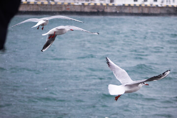 Seagull and cold. Snowstorm on Primorsky Boulevard. Snow by the sea.