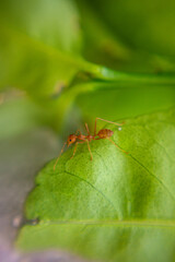 Red-orange ant on a green leaf.