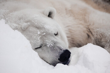 Cozy polar bear sleep in the snow