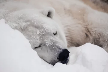 Ingelijste posters Cozy polar bear sleep in the snow © Mikhail Semenov