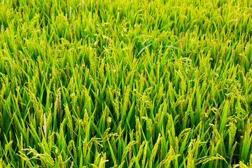 Fototapeta premium Image of field of green rice on a summer day, nobody