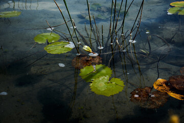 Aquatic plants, water lilies of green tones in blue water