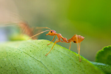 Red-orange ant on a green leaf.