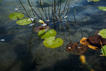 Aquatic plants, water lilies of green tones in blue water
