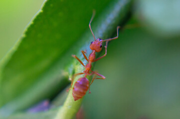 Red-orange ant on a green leaf.