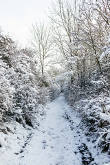 Beautiful snowy path in the forest, winter walking, snow on the trees