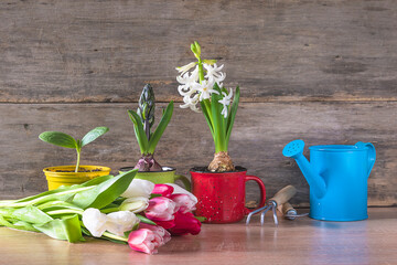Spring gardening concept. White hycinths flowers, bouquet of white and pink tulips, watering can and garden tools on old wooden background