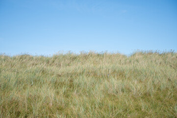 dünengras mit blauem himmel als hintergrund für designs