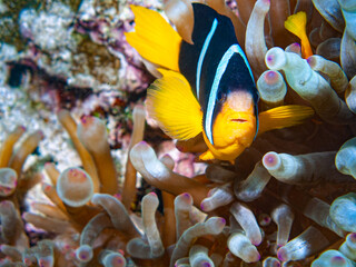 Anemone Clown Fish, Oman