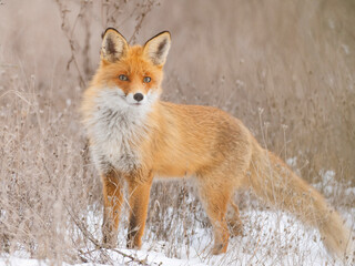 Obraz premium Red fox Vulpes vulpes in a winter landscape