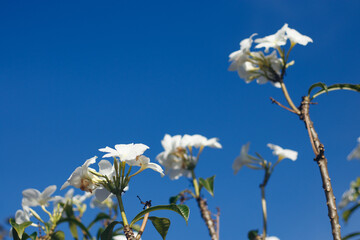 Fresh white flowers in winter With a beautiful clear sky