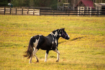 Fototapeta na wymiar Horse in the field