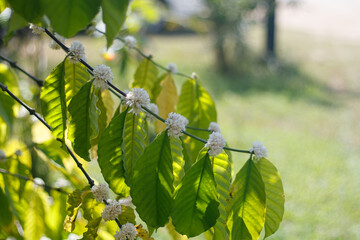 Beautiful white flowering coffee tree Suitable for making tea, coffee flower
