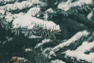green branch of pine conifer covered with white fresh snow close-up in park