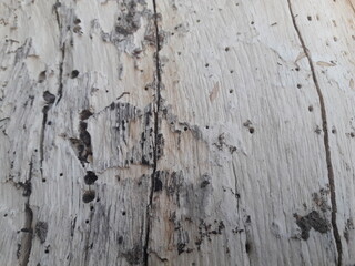 old wood texture - 01
