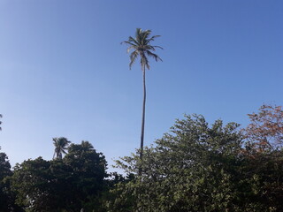 palm trees against sky