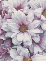 Pink pastel chrysanthemum flower background with soft focus