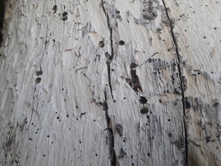 old wood texture - 03