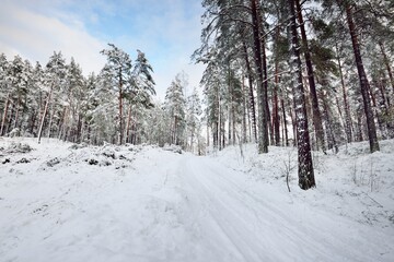 Snow-covered evergreen forest after a blizzard at sunset. Pine, spruce trees close-up. View from a...
